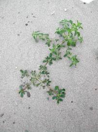 Fotografia da espécie Amaranthus blitum subesp. emarginatus