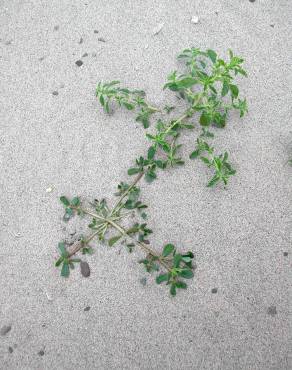 Fotografia 1 da espécie Amaranthus blitum subesp. emarginatus no Jardim Botânico UTAD