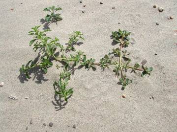 Fotografia da espécie Amaranthus blitum subesp. emarginatus