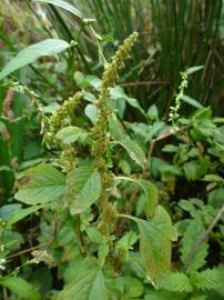 Fotografia da espécie Amaranthus blitum subesp. blitum