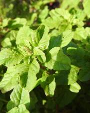 Fotografia da espécie Amaranthus viridis