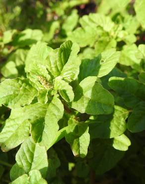 Fotografia 1 da espécie Amaranthus viridis no Jardim Botânico UTAD