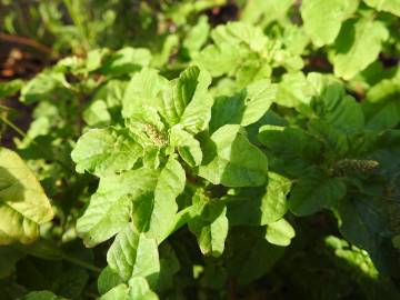 Fotografia da espécie Amaranthus viridis