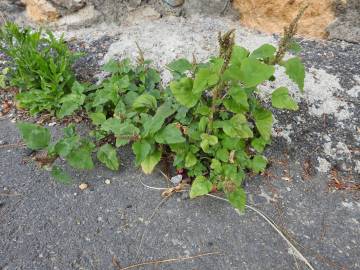 Fotografia da espécie Amaranthus viridis