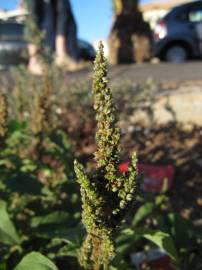 Fotografia da espécie Amaranthus viridis