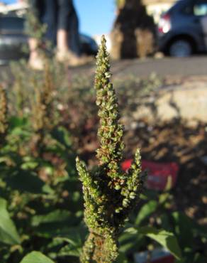 Fotografia 3 da espécie Amaranthus viridis no Jardim Botânico UTAD