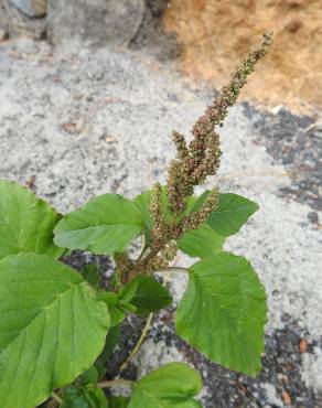 Fotografia 4 da espécie Amaranthus viridis no Jardim Botânico UTAD