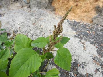 Fotografia da espécie Amaranthus viridis