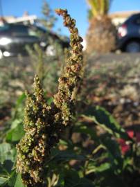 Fotografia da espécie Amaranthus viridis