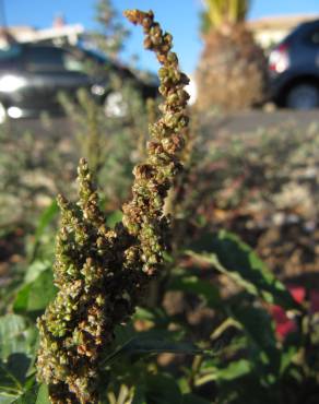 Fotografia 5 da espécie Amaranthus viridis no Jardim Botânico UTAD