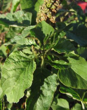 Fotografia 6 da espécie Amaranthus viridis no Jardim Botânico UTAD