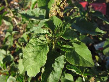 Fotografia da espécie Amaranthus viridis