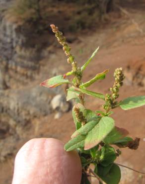 Fotografia 7 da espécie Amaranthus viridis no Jardim Botânico UTAD