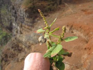 Fotografia da espécie Amaranthus viridis