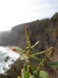 Fotografia da espécie Amaranthus viridis