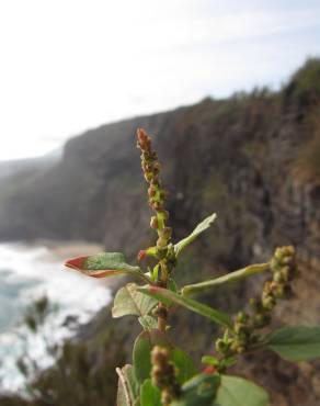 Fotografia 8 da espécie Amaranthus viridis no Jardim Botânico UTAD