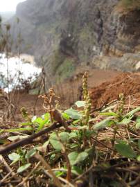 Fotografia da espécie Amaranthus viridis