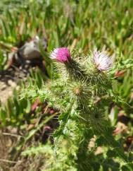 Carduus meonanthus subesp. meonanthus