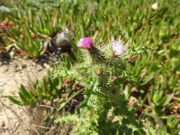 Fotografia da espécie Carduus meonanthus subesp. meonanthus