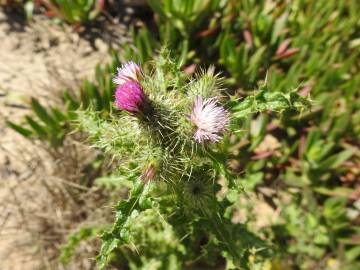 Fotografia da espécie Carduus meonanthus subesp. meonanthus