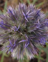 Echinops strigosus