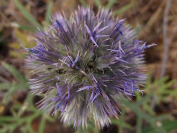 Fotografia da espécie Echinops strigosus