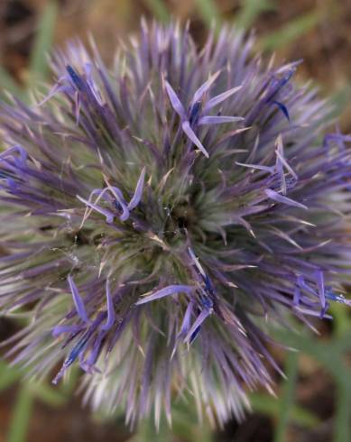 Fotografia de capa Echinops strigosus - do Jardim Botânico