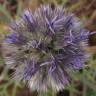 Fotografia 1 da espécie Echinops strigosus do Jardim Botânico UTAD