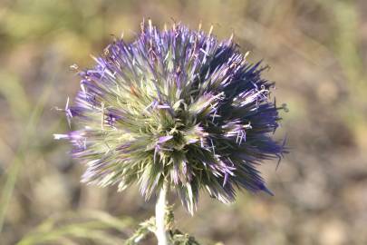 Fotografia da espécie Echinops strigosus