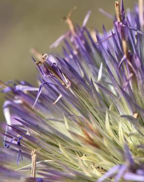 Fotografia 3 da espécie Echinops strigosus no Jardim Botânico UTAD