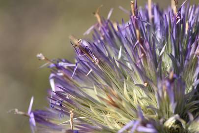 Fotografia da espécie Echinops strigosus