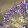 Fotografia 3 da espécie Echinops strigosus do Jardim Botânico UTAD