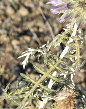 Fotografia 4 da espécie Echinops strigosus no Jardim Botânico UTAD