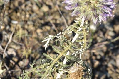 Fotografia da espécie Echinops strigosus