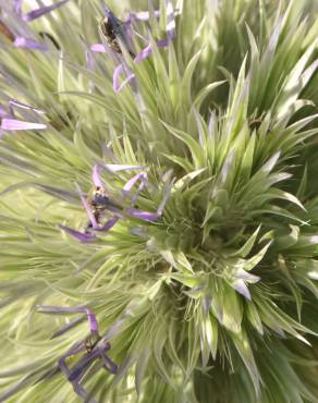 Fotografia 6 da espécie Echinops strigosus no Jardim Botânico UTAD