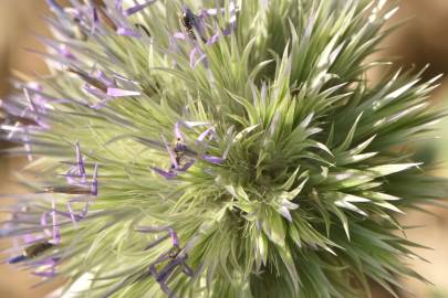 Fotografia da espécie Echinops strigosus