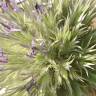 Fotografia 6 da espécie Echinops strigosus do Jardim Botânico UTAD