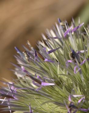 Fotografia 7 da espécie Echinops strigosus no Jardim Botânico UTAD