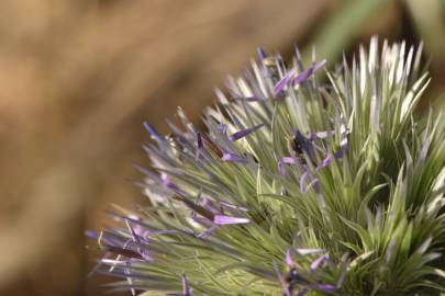 Fotografia da espécie Echinops strigosus