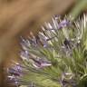 Fotografia 7 da espécie Echinops strigosus do Jardim Botânico UTAD