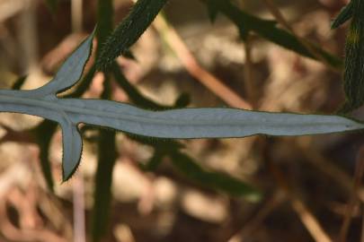 Fotografia da espécie Echinops strigosus