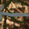 Fotografia 8 da espécie Echinops strigosus do Jardim Botânico UTAD