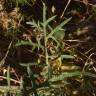 Fotografia 9 da espécie Echinops strigosus do Jardim Botânico UTAD