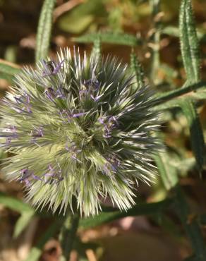 Fotografia 10 da espécie Echinops strigosus no Jardim Botânico UTAD