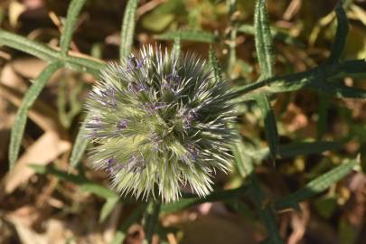 Fotografia da espécie Echinops strigosus