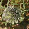 Fotografia 10 da espécie Echinops strigosus do Jardim Botânico UTAD