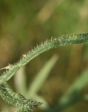 Fotografia 11 da espécie Echinops strigosus no Jardim Botânico UTAD