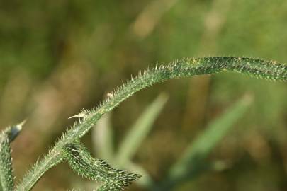 Fotografia da espécie Echinops strigosus