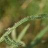 Fotografia 11 da espécie Echinops strigosus do Jardim Botânico UTAD