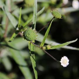 Fotografia da espécie Eclipta prostrata